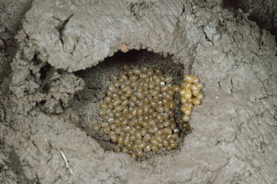 Hunderte gelbliche Eier der Maulwurfsgrille liegen in einer Einbuchtung im Boden | © Entomologie/Botanik ETH Zürich (Fotograf: Albert Krebs)