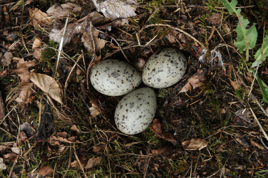 Mittelmeermöwen-Gelege mit drei Eiern | © Hans-Joachim Fünfstück