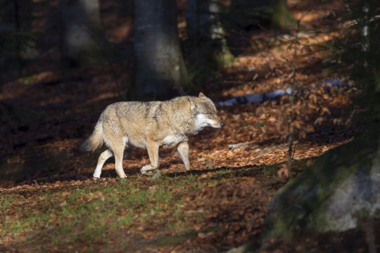 Ein Wolf streit durch Herbstlaub | © Marcus Bosch