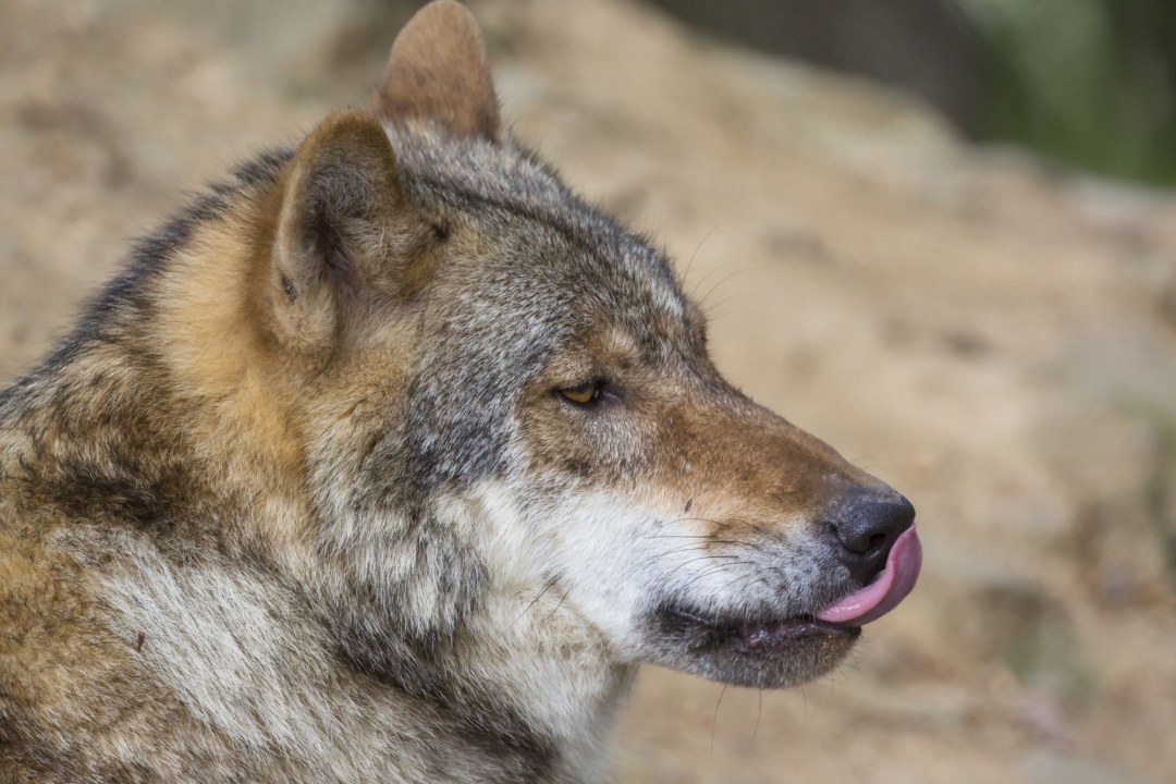 Porträt von einem Wolf, der seine Nase abschleckt | © Ralph Sturm