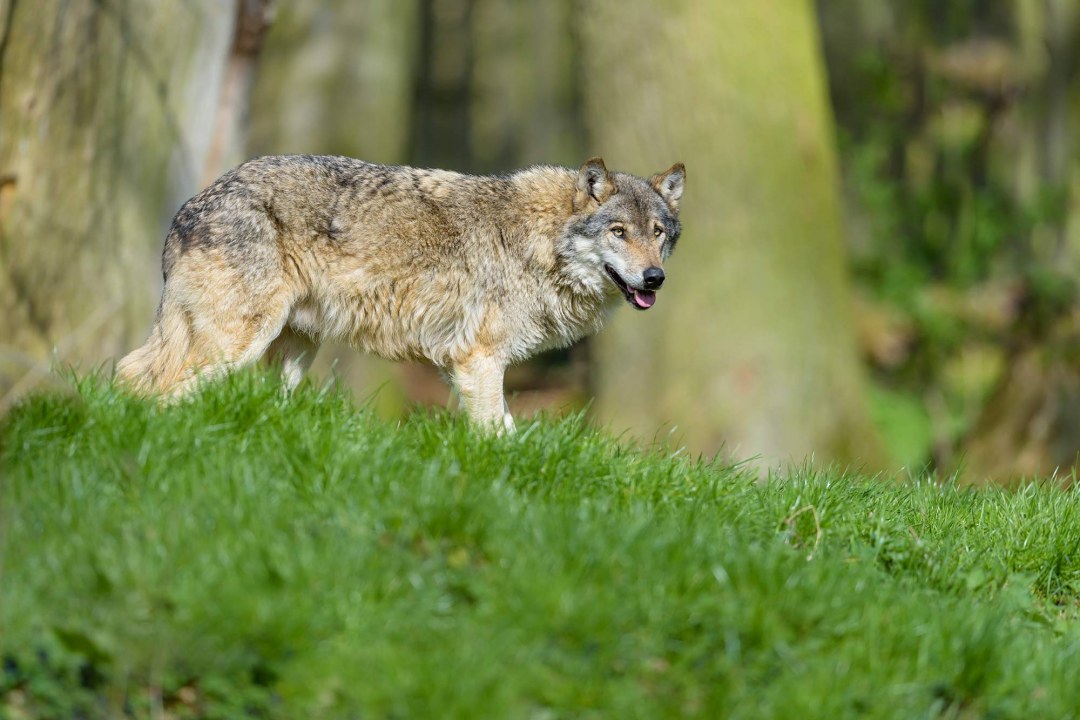 Wolf auf einer Wiese | © Christoph Bosch
