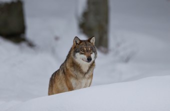 Ein Wolf im Schnee, der mit dem Gesicht zur Kamera steht | © Marcus Bosch