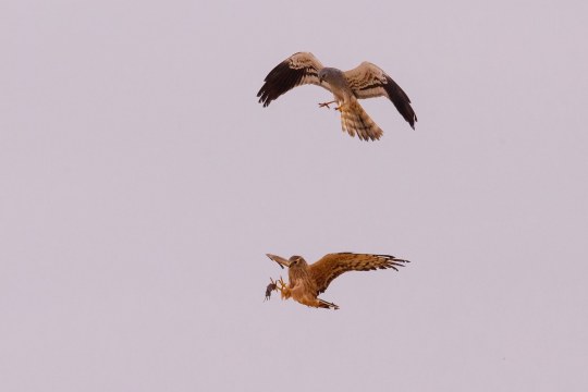 Zwei Wiesenweihen am Himmel, während eine der anderen eine Feldmaus übergibt | © H. Brehm