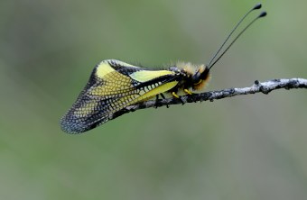 Libellen-Schmetterlingshaft | © Dr. Eberhard Pfeuffer