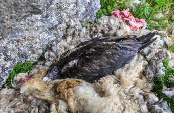 Bartgeier Nepomuk im Nest in der Nische | © Hansruedi Weyrich