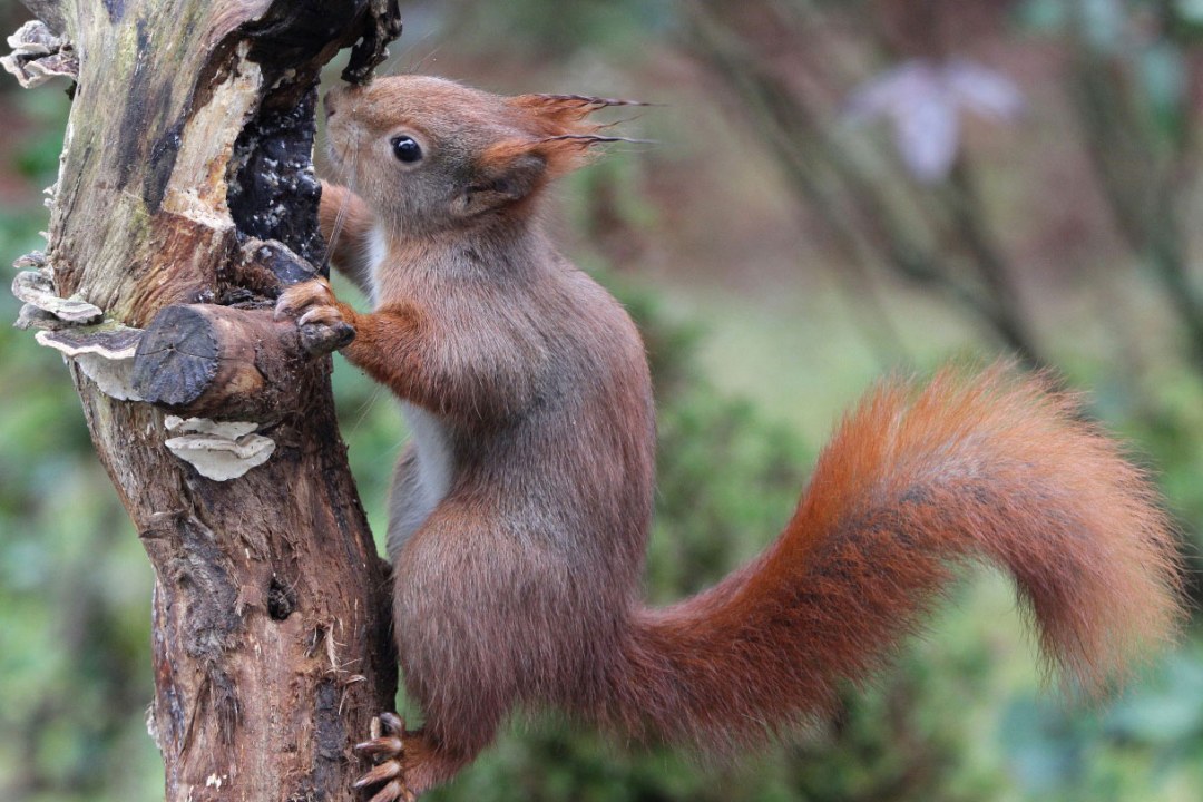 Rot-braunes Eichhörnchen klettert an einem dünnen Baum hoch und inspiziert ein Loch im Baum | © Reinhold Peisker