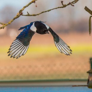 Elster im Anflug an Futterstelle im Garten mit ausgebreiteten Flügeln | © Ralph Sturm