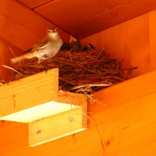 Nest eines Hausrotschwanes in der Ecke einer Wand. Der Altvogel steht vor dem Nest, die Jungen schauen heraus und wollen Futter | © Christoph Brisken