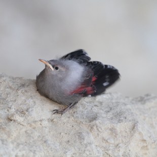 Mauerläufer Jungvogel auf einem Felsen | © Hans-Joachim Fünfstück
