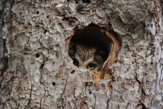 Rauhfußkauz schaut nur aus einer Baumhöhle heraus, man sieht nur ein Auge | © Dr. Christoph Moning