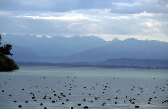 Enten schwimmen bei Roseninsel im Starnberger See | © A. Saitner
