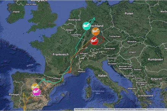 Screenshot der Weißstorch-Telemetrie-Karte, wo man die Zugroute von fünf Weißstörchen sehen kann | © LBV