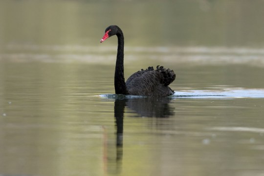 Schwarzer Schwan schwimmt im Wasser | © Claudia Becher