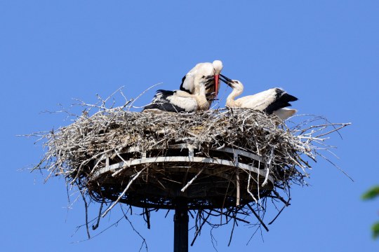 Drei Weißstörche in einem Nest in Herzogenaurach | © H. Czellnik