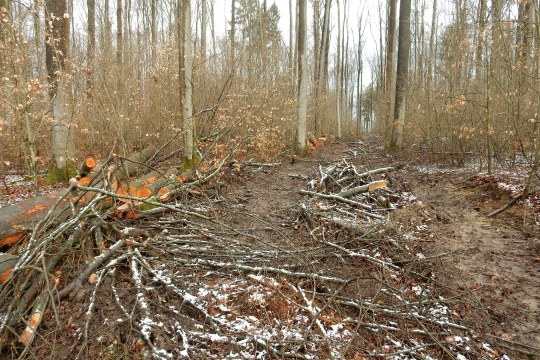 Holzeinschlag. große Mengen an gefälltem Holz liegen auf dem Waldboden. | ©Christian Stierstorfer