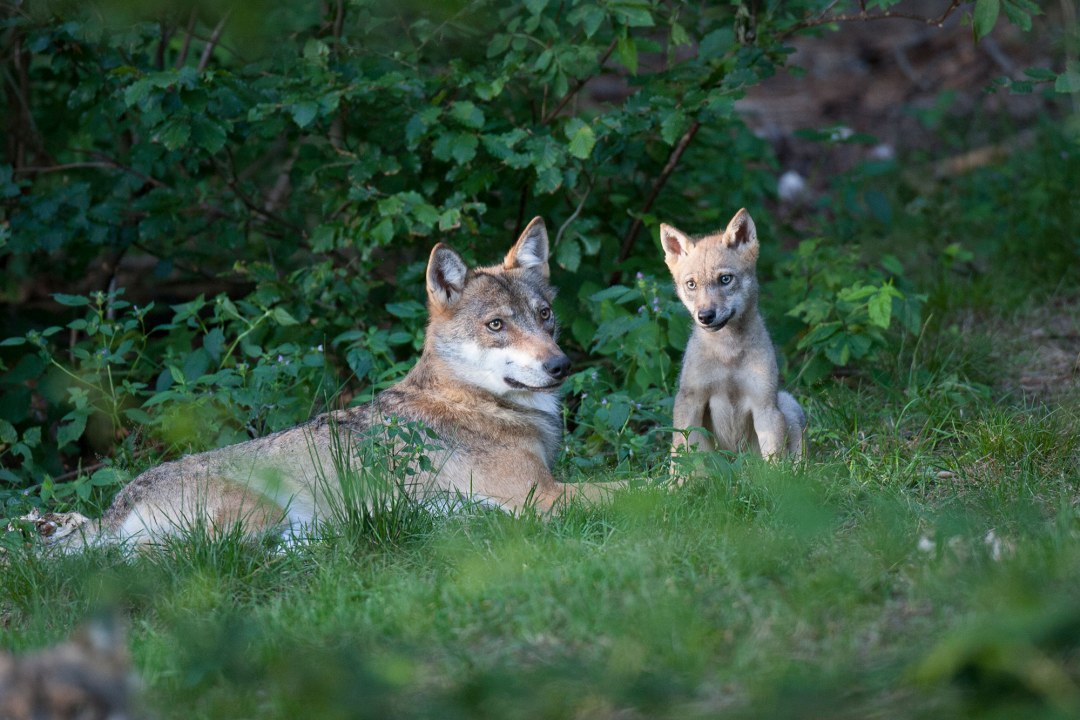 Wolf liegt auf grünem Gras, rechts neben ihm sitzt ein kleiner Wolfswelpe | © Marcus Bosch