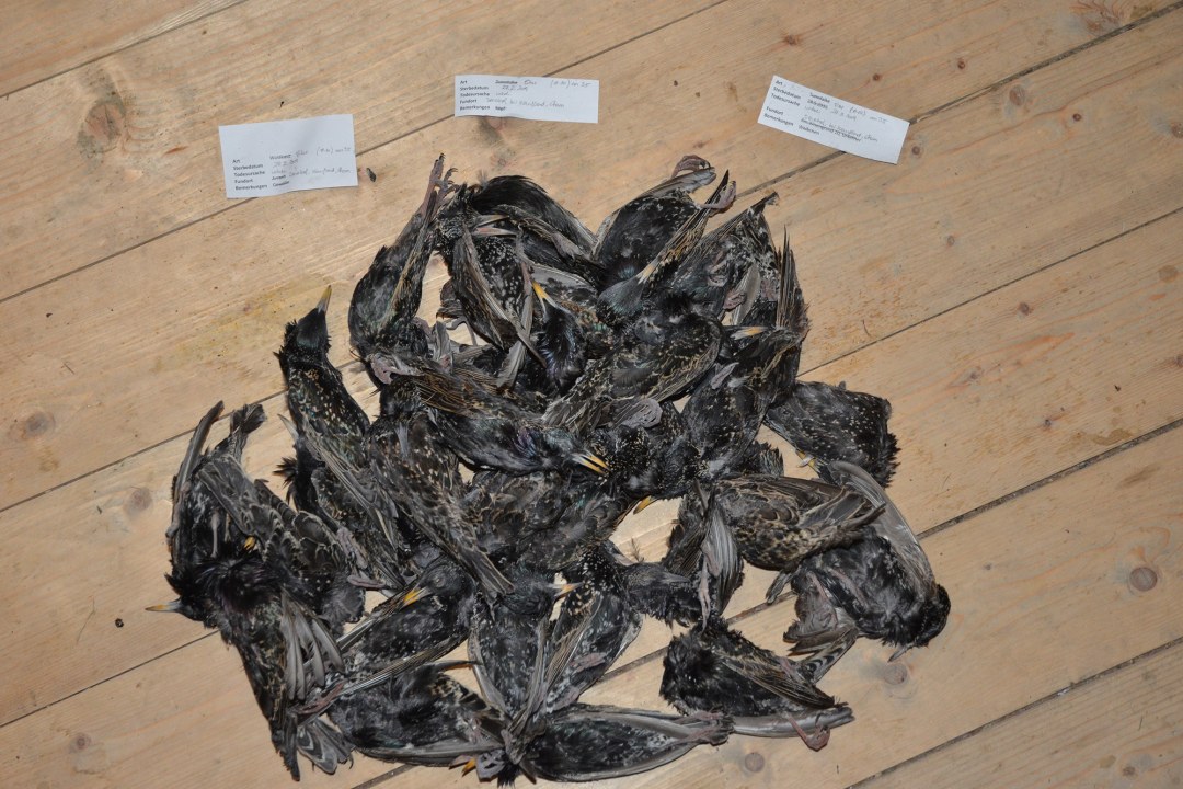35 tote Stare liegen auf einem Holzboden | © Dr. Andreas von Lindeiner