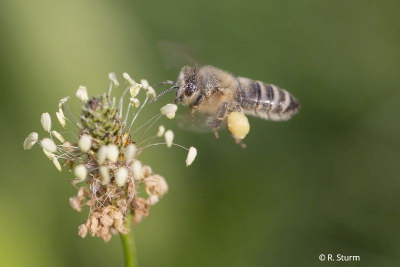 Honigbiene mit Pollenhöschen | © Ralph Sturm
