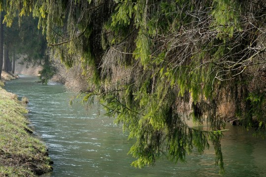 Ein Bach im Wald mit tief, über dem Wasser hängenden Nadelbäumen | © Dr. Eberhard Pfeuffer