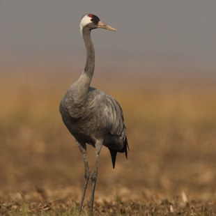 Kranich im Feld | © Zdenek Tunka