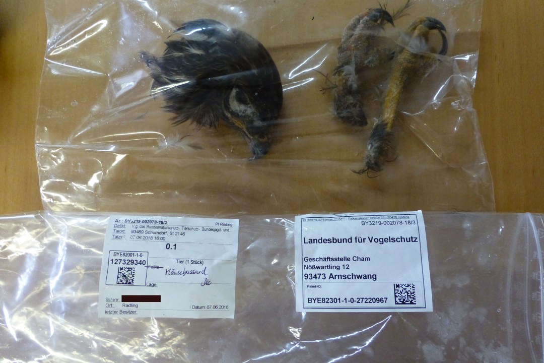 Abgetrennter Kopf und Beine eines Mäusebussards in einer Plastiktüte | © Markus Schmidberger