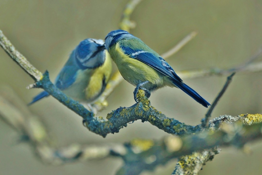 Blaumeisen-Paar | © Rolf Blesch