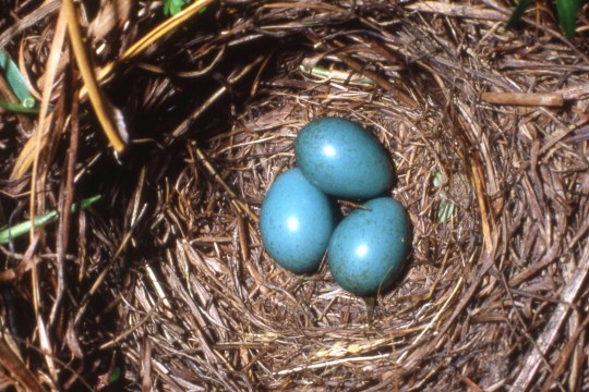 Gelege eines Braunkehlchens, bestehend aus drei blauen kleinen Eiern mit dunklen Sprenkeln | © Heinz Tuschl