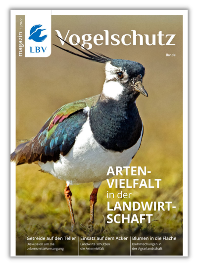 Cover vom LBV Magazin 03/2022 mit Kiebitz vorn drauf
