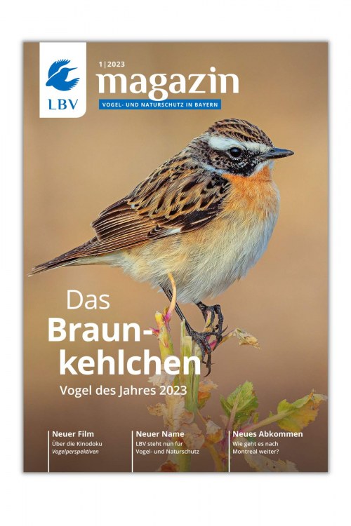 Cover LBV Magazin Ausgabe 01/2023 mit einem Braunkehlchen - Vogel des Jahres 2023