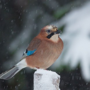 Eichelhäher auf Zaun während es schneit | © Christian Haasz
