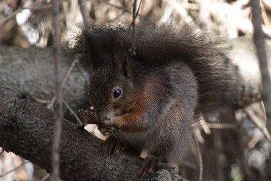 Dunkelbraunes Eichhörnchen auf einem dicken Ast | © Angela Maurer