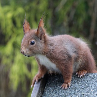 Rot-braunes Eichhörnchen sitzt auf dem Dach eines Vogelfutterhauses | © Reinhold Peisker