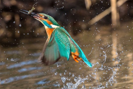 Eisvogel fliegt aus dem Wasser und hat einen Fisch im Schnabel | © Andreas Hartl