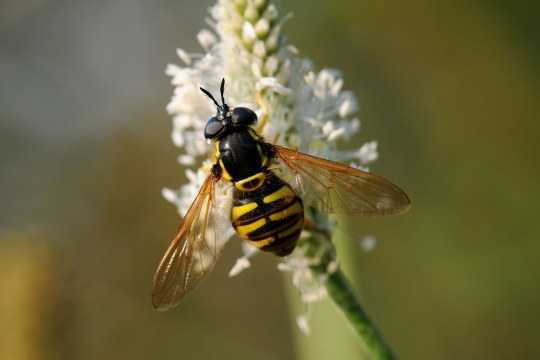 Die Gemeine Wespenschwebfliege sieht wie eine Wespe aus - dicker gelber Körper mit schwarzen Streifen und transparenten Flügeln. Sie sitzt auf einer Blume | © Dr. Eberhard Pfeuffer