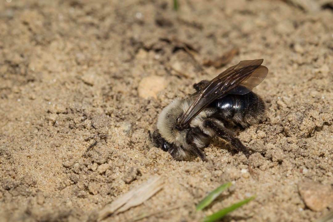 Eine Auen-Sandbiene gräbt im sandigen Boden | © Marcus Bosch