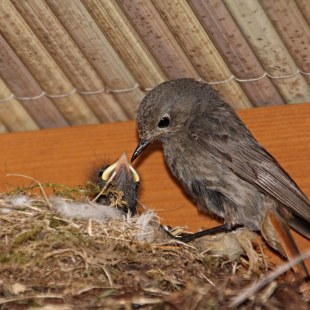 Hausrotschwanz sitzt an seinem Nest unter einem Dach und füttert die Jungvögel | ©  Helmut Will