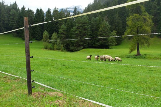 Elektroschutzzaun für Schafe auf einer grünen Wiese | © AGRIDEA