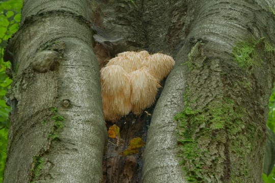 Der Igel-Stachelbart ist ein Pilz, der auf dem Foto in einem großen Baum wächst | © Thomas Stephan