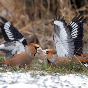 Zwei Kernbeißer sitzen am Boden und der eine füttert den anderen, die Flügel sind aufgeschlagen | © Hubert Born