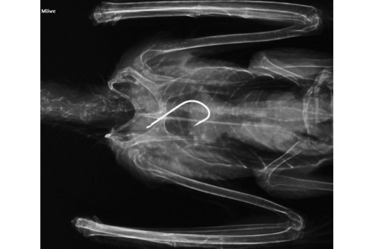 Röntgenbild einer Lachmöwe mit einem Angelhaken im Körper | © LBV