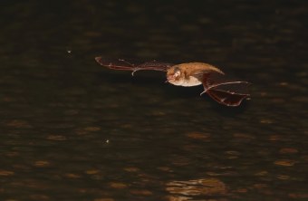 Wasserfledermaus | © Stefan Masur