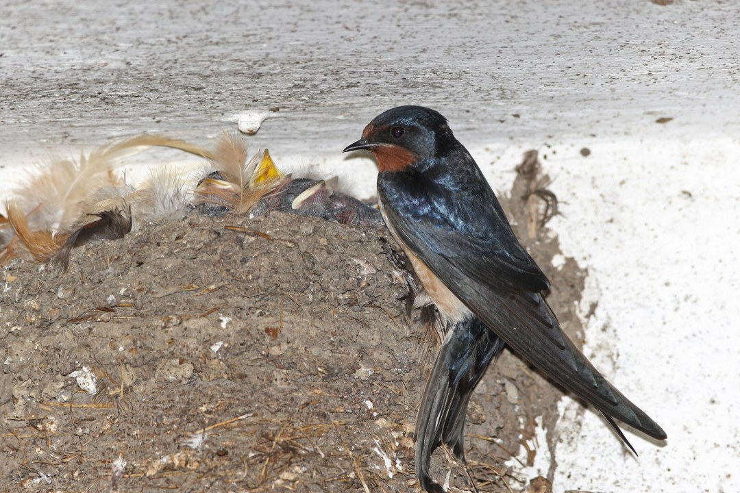 Rauchschwalbe am Nest mit Jungen | © Dieter Hopf