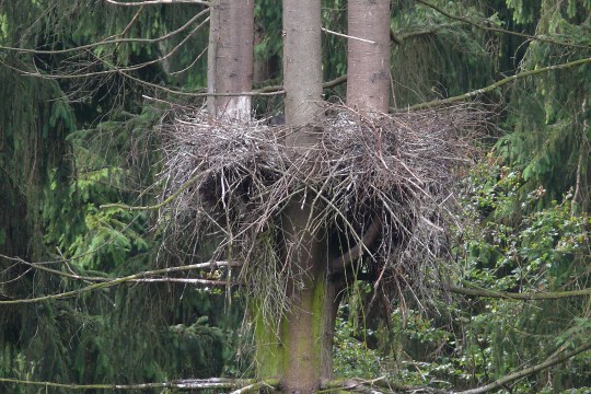 Nest eines Schwarzstorchs im Baum | © Cordula Kelle-Dingel