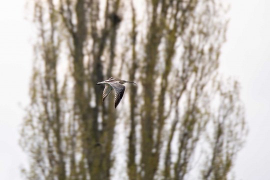 Ein besenderter großer Brachvogel fliegt vor einem Baum vorüber. | © M. Gagsteiger