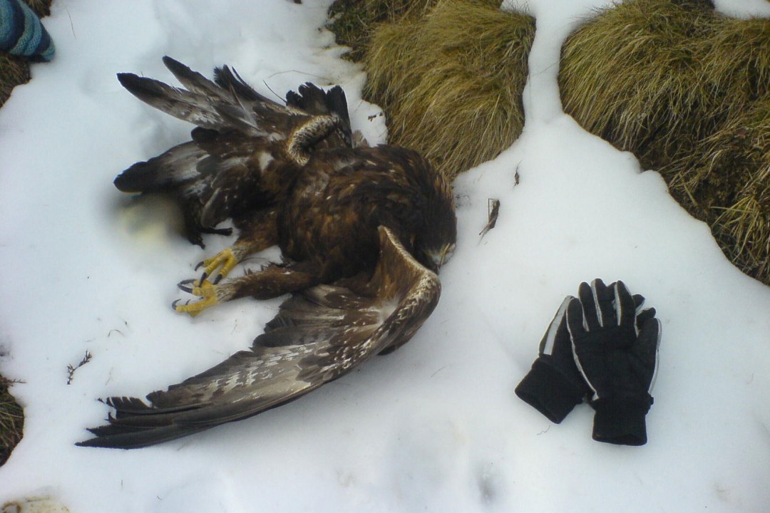Toter Steinadler liegt am Grünten im Schnee | © LBV