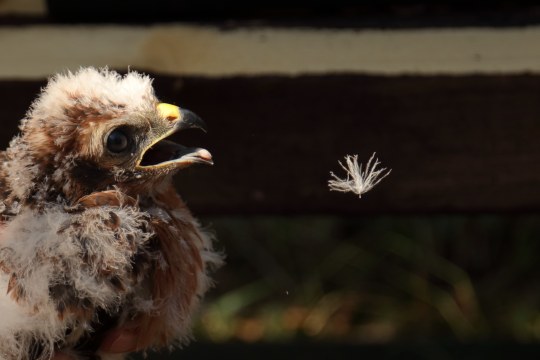 Flaumiges Dunengefieder bedeckt den Wiesenweihen Jungvogel - eine Feder hat sich gelöst und schwebt vor seinem Schnabel |© R. Hecht