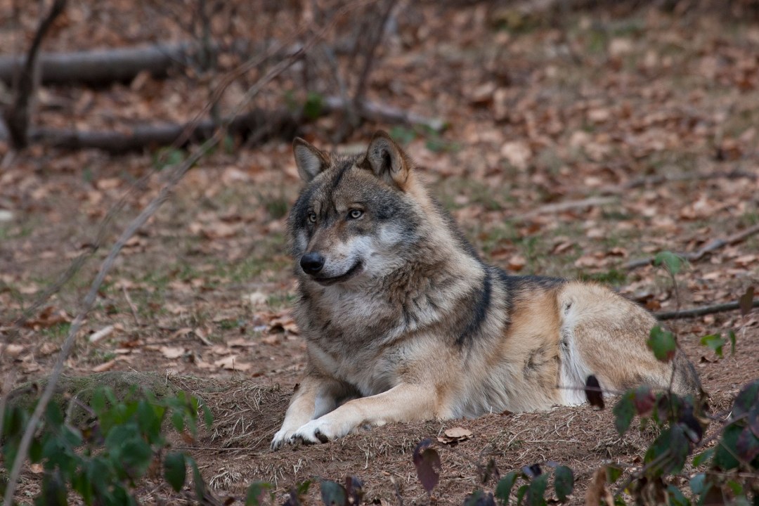 Ein Wolf liegt auf Waldboden, den Kopf hat er in die Höhe gestreckt | © Marcus Bosch