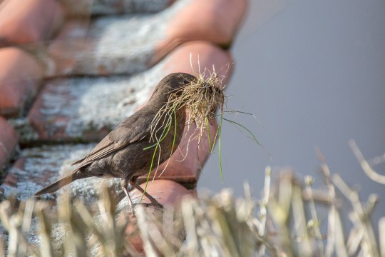 Weibliche Amsel mit sehr viel Nistmaterial im Schnabel, es handelt sich um Heu und Gras | © Ralph Sturm