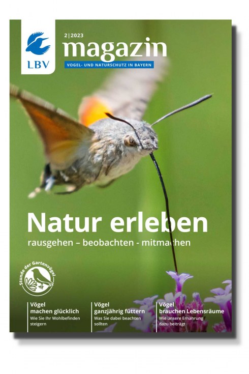 Cover Vogelschutzmagazin 02-23  Taubenschwänzchen
