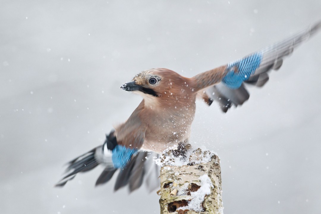 Eichelhäher mit ausgebreiteten Flügeln sitzt auf einem Birkenstamm, es schneit und er schaut nach links | © Rosl Rößner